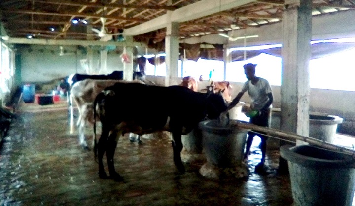 মডেল-সরকার-ডেইরি-ফার্ম-Tanore Model Government Dairy Farm
