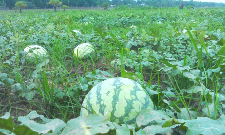 তরমুজ-চাষ-Bumper yield on the coast of watermelon cultivation Laughter in the face of the peasant