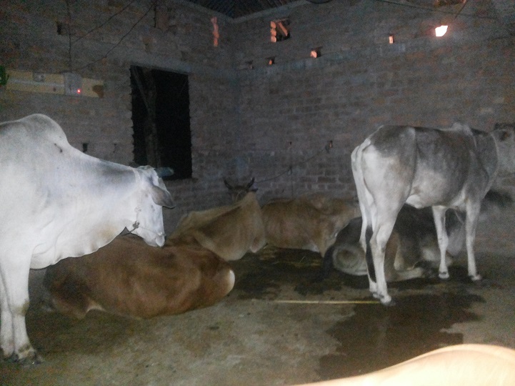 ভারতীয়-গরু-উদ্ধার-6 Indian cattle recovered in Dimla