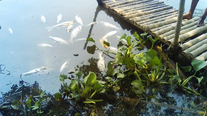 মাছ-নিধন-Destruction of fish by poisoning the Shailakupa bayadas loss of 2 million taka!