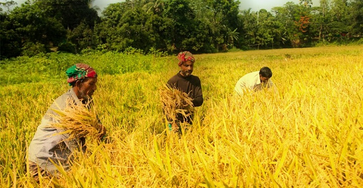 সোনালী-ধান-গোলায়-The farmers of Chandpur have increased the busyness of buying golden rice